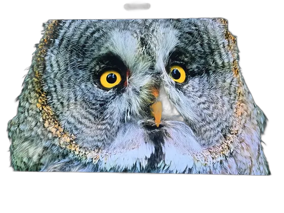 LG Smart TV 55" OLED55B3PSA AI ThinQ